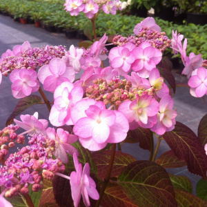 hydrangea_summer-glow_4318_02carre