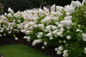 phantom-hydrangea-hedge
